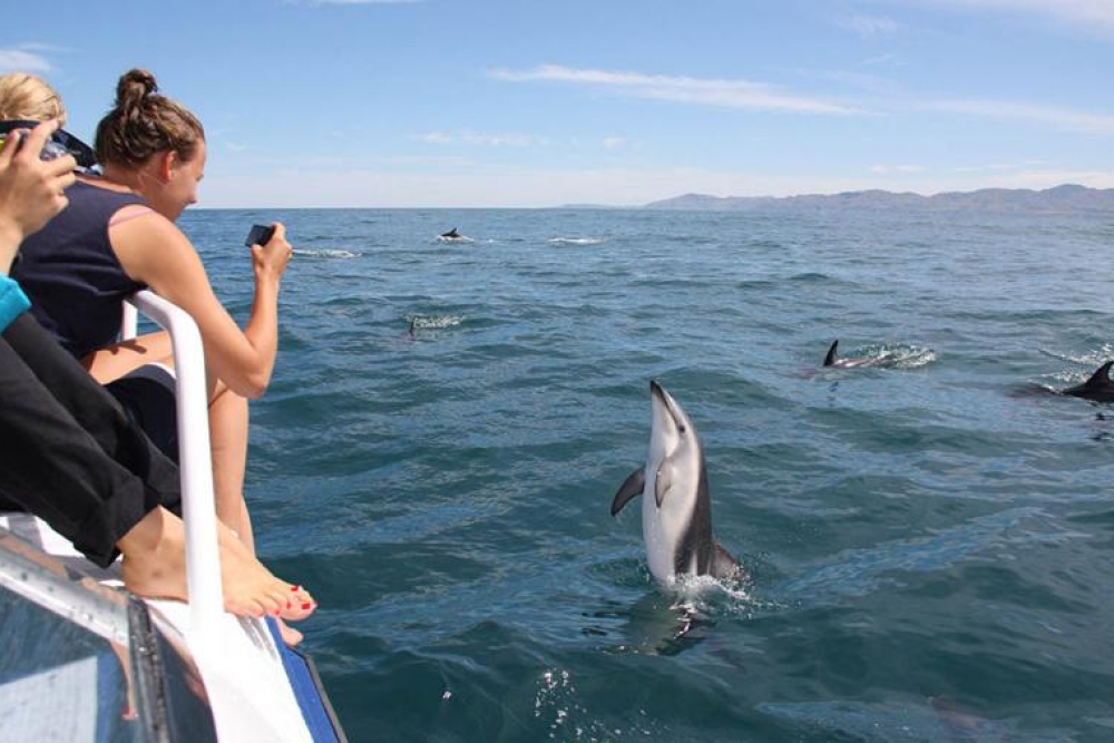 dolphin tours queenstown